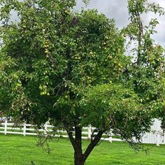 an apple tree in the middle of a field with green grass and white fence behind it