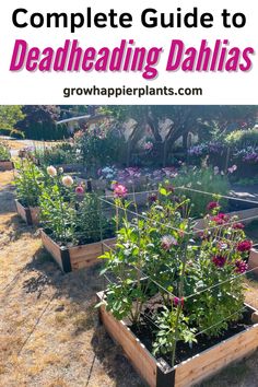 the complete guide to deadheading dahlias growing in raised beds with text overlay