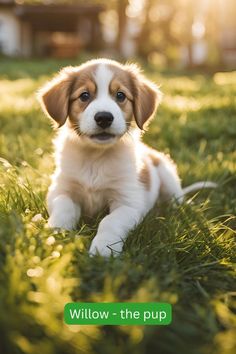 a brown and white puppy sitting in the grass