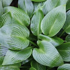 green leaves are shown in this close up photo