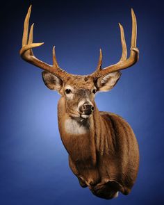 an antelope is jumping in the air on a blue background with no one around it