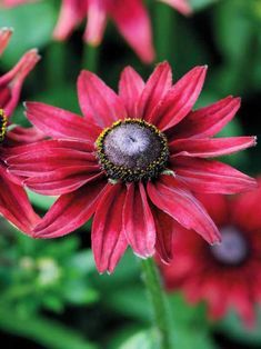 several red flowers with green leaves in the background