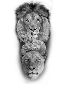 a lion and two cubs are shown in this black and white photo, with the same image