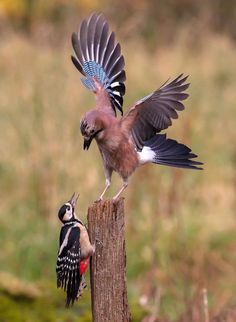 two birds standing on top of a wooden post next to each other in the grass