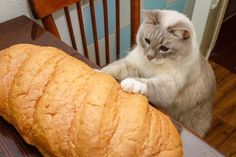 a cat sitting at a table with a large loaf of bread in front of it