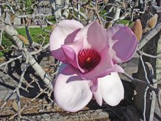 a pink flower is blooming on a tree