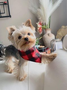 a small dog sitting on top of a white couch next to a vase with flowers