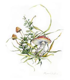 a drawing of some plants and mushrooms on a white background with green stems in the foreground