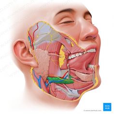 Exocrine Gland, Sternocleidomastoid Muscle, Parotid Gland, Paul Kim, Head Anatomy, Soft Palate, Salivary Gland, Facial Nerve, Basic Anatomy And Physiology