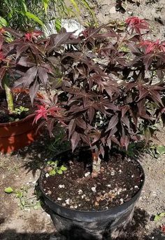 a potted plant in the middle of some dirt and gravel with other plants behind it