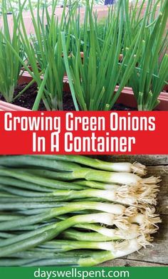 growing green onions in a container with text overlay reading growing green onions in a container