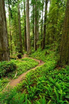 a trail in the middle of a lush green forest