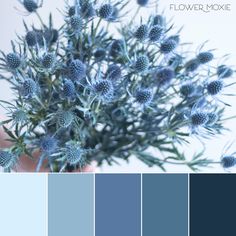 a blue color palette with flowers in the center and on the bottom, there is a hand holding a plant