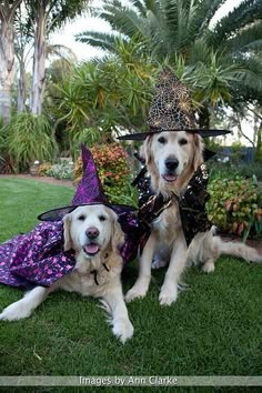 two dogs dressed up as witches sitting in the grass