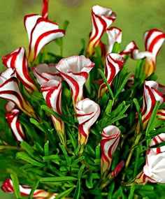 red and white flowers with green leaves in the foreground