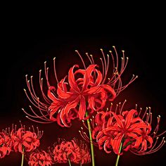 some red flowers on a black background