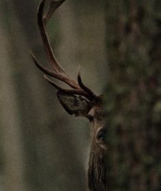 a close up of a deer with antlers on it's head in the woods