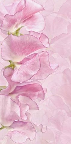 three pink flowers are in the middle of a painting with water droplets on it's petals