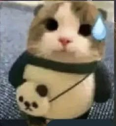 a brown and white cat wearing a sweater with a teddy bear on it's chest