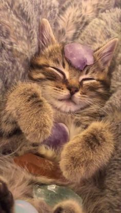 a cat sleeping on top of a bed with its eyes closed