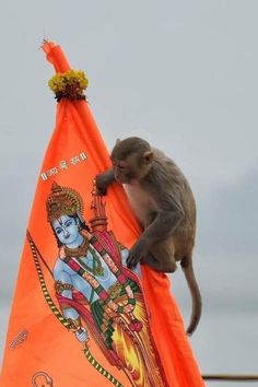 a monkey sitting on top of an orange flag