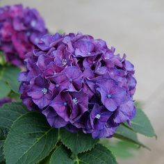 the purple flowers are blooming on the green leaves