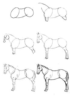 four different types of horses drawn in pencil