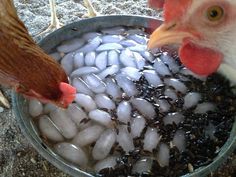 two chickens standing next to each other in a bowl filled with ice cubes and rocks