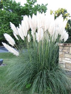 some white flowers and grass near a brick wall