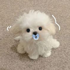 a small white dog with a pacifier in it's mouth sitting on the floor