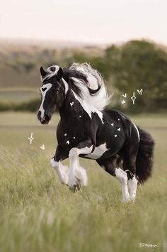 a black and white horse is running through the grass with butterflies all over it's body