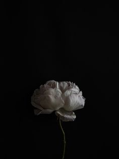 white flower on black background photo – Free Wallpapers Image on Unsplash Black Bat Flower Aesthetic, Black Dahlia Flower Wallpaper, Dark Flowers Aesthetic, Black Flower Wallpaper, Decaying Flowers, Peonies Background, Black Flowers Wallpaper, Flowers Black Background, Hd Dark Wallpapers