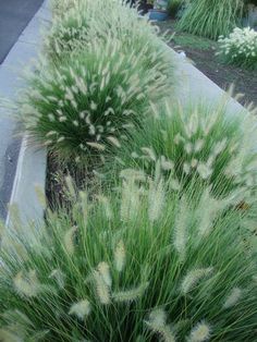 some very pretty plants by the side of the road