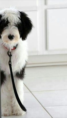 a small black and white dog on a leash