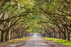 a road lined with trees covered in spanish moss