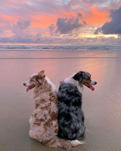 two dogs are sitting on the beach at sunset