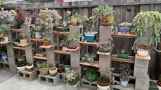 many potted plants are on shelves in the back yard