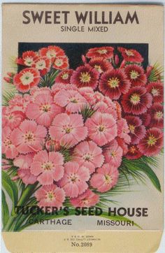 an old fashioned seed packet with pink flowers