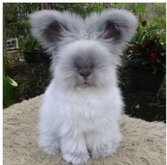 a small fluffy white dog sitting on top of a furry rug in front of potted plants