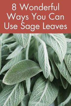 green leaves with the words 8 wonderful ways you can use sage leaves