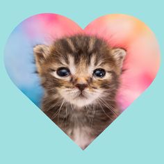 a small kitten is looking at the camera in front of a heart - shaped photo