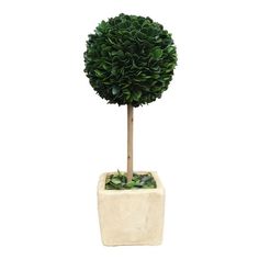 a small potted tree in a white planter on a white background with clipping for text