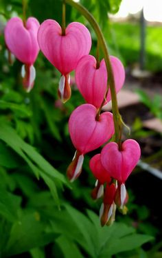 pink flowers are hanging from the stems in front of some green leaves and plants outside