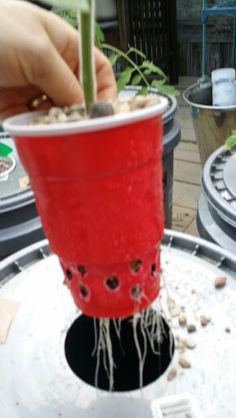 a person is holding a red cup with plants growing in it and the bottom half of the cup has been filled with water