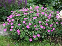 pink flowers are blooming in the garden next to some bushes and shrubs with purple flowers