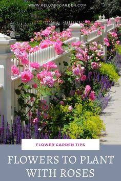 flowers to plant with roses in the garden