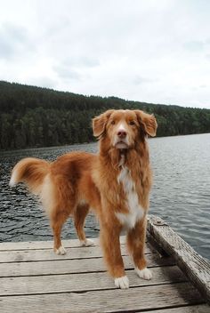 a brown and white dog standing on top of a wooden dock