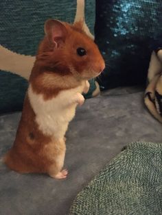 a brown and white hamster standing on its hind legs in front of a pillow