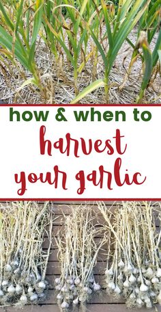 garlic plants in the garlic and bundles of harvested garlic with text overlay How & When to Harvest Your Garlic When To Harvest Garlic, Storing Garlic, Harvest Garlic, Harvesting Garlic, How To Store Garlic, Growing Garlic, Garden Veggies, Veg Garden, Food Garden