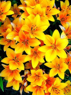 yellow flowers with green leaves in the background